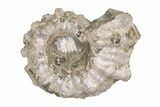 Bumpy Ammonite (Douvilleiceras) Fossil - Madagascar #205020-1
